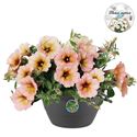 Afbeelding van HP27 Petunia Sorbet